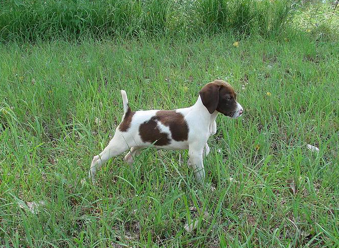 Short Haired German Pointer. German Shorthaired started